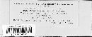 Puccinia veronicae image