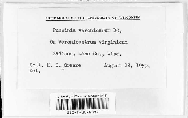 Puccinia veronicarum image