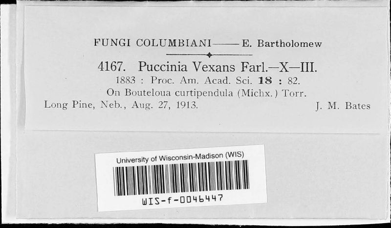 Puccinia vexans image