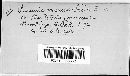 Puccinia vexans image