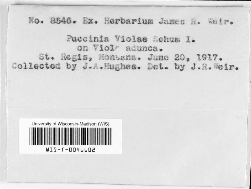 Puccinia violae image