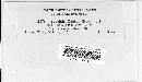 Puccinia xanthii image