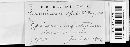Pucciniastrum epilobii image