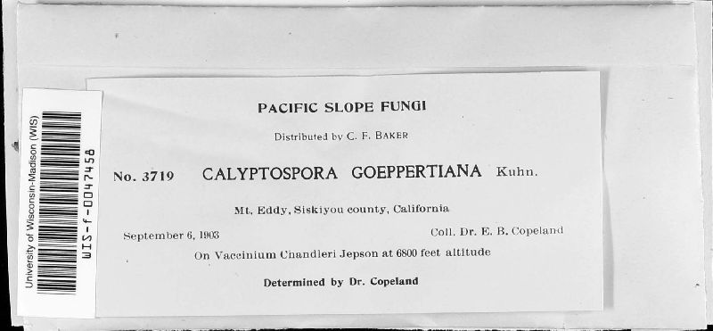 Pucciniastrum goeppertianum image
