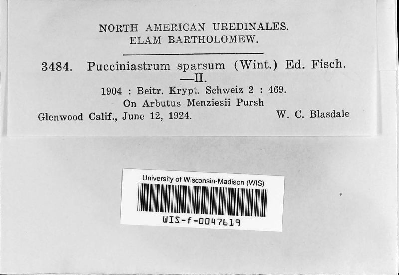 Pucciniastrum sparsum image