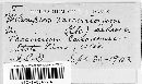 Pucciniastrum vaccinii image