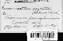 Pucciniastrum vaccinii image