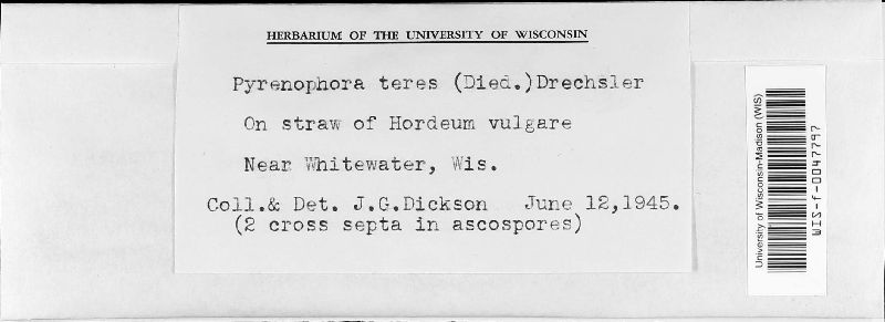 Pyrenophora teres image
