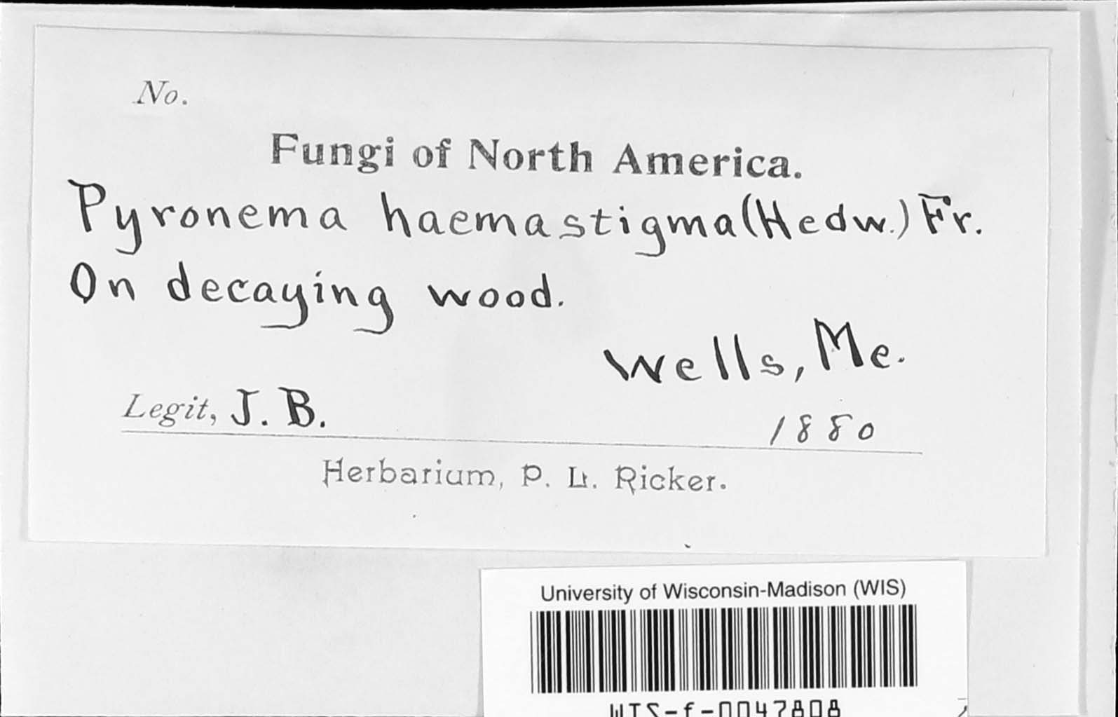 Pyronema haemastigma image