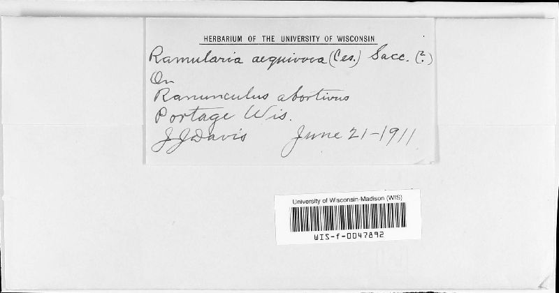 Ramularia aequivoca image