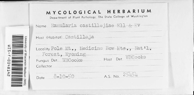 Ramularia castillejae image