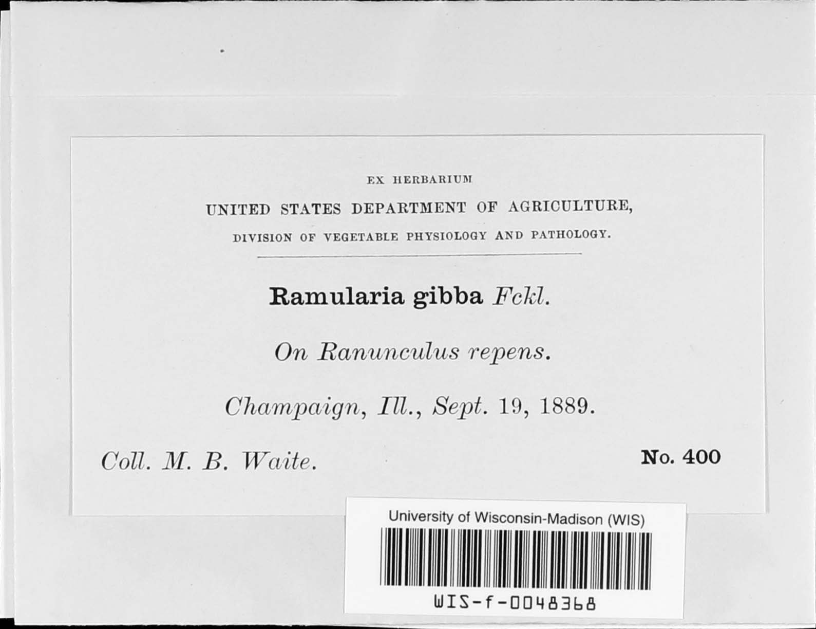 Ramularia gibba image