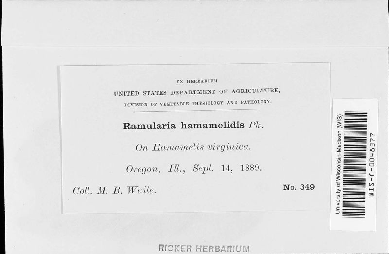 Ramularia hamamelidis image