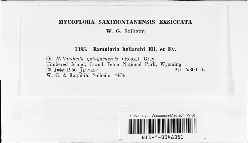 Ramularia helianthi image