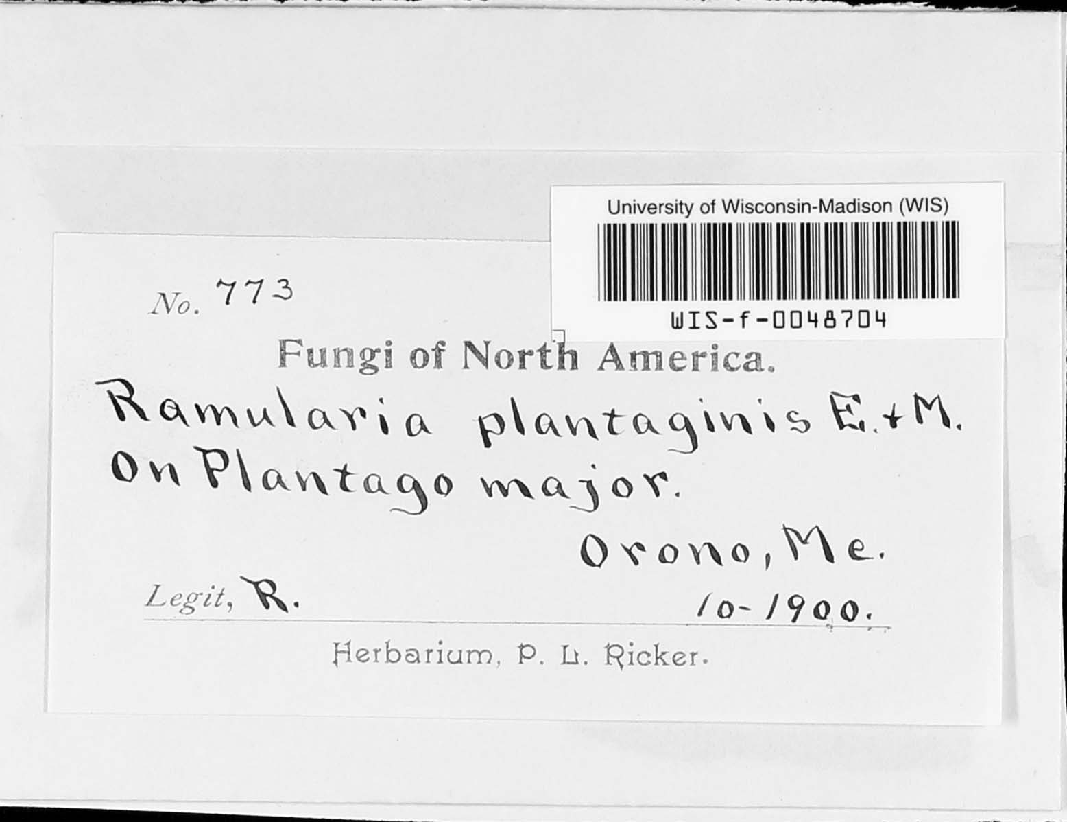 Ramularia plantaginis image