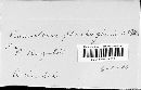 Ramularia plantaginis image