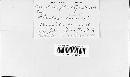 Ramularia plantaginis image