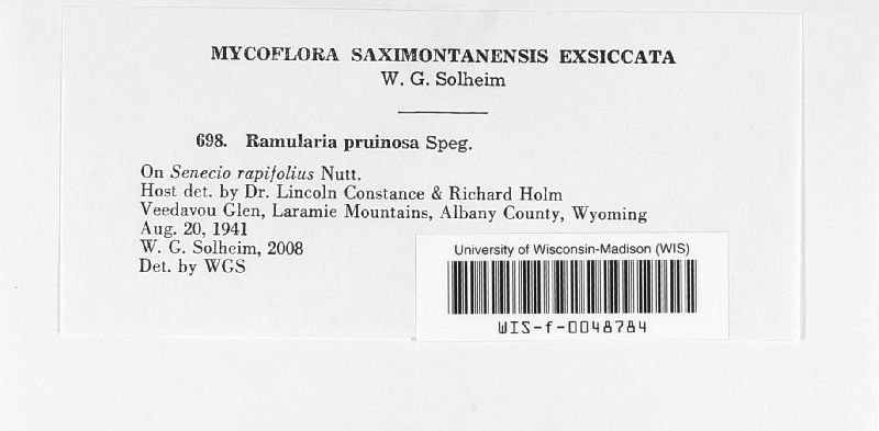 Ramularia pruinosa image
