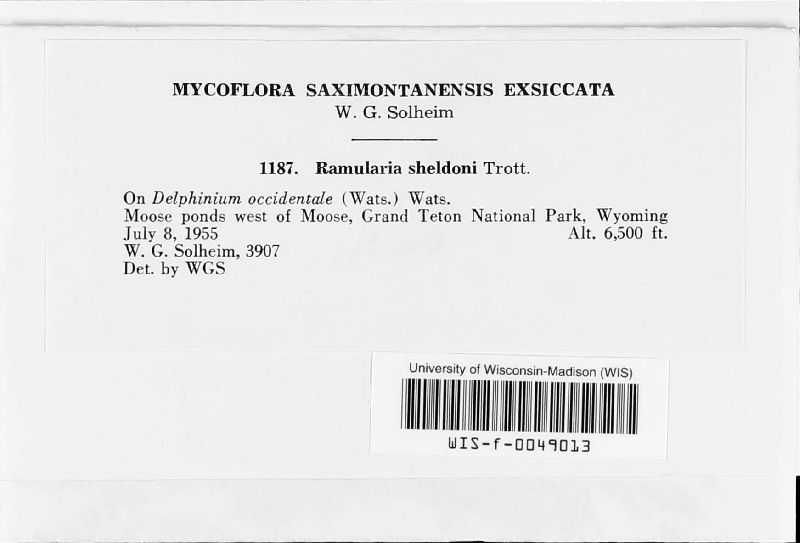 Ramularia sheldoni image