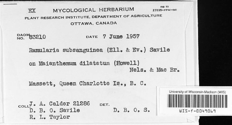 Ramularia subsanguinea image