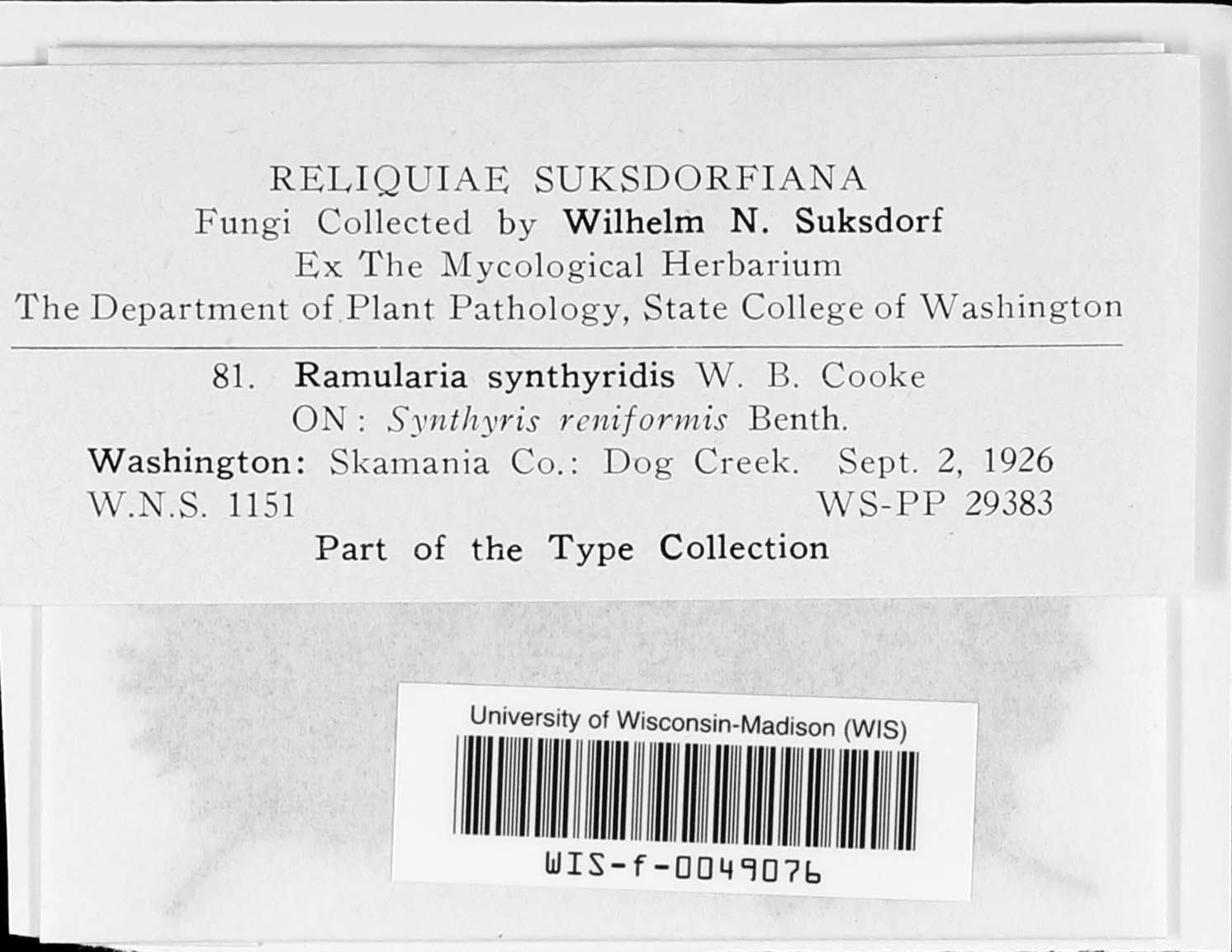 Ramularia synthyridis image