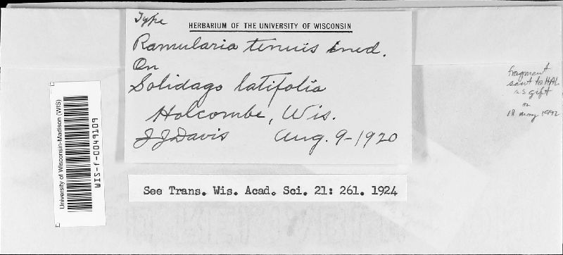 Ramularia tenuis image