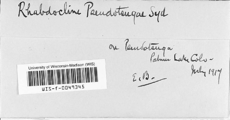 Rhabdocline image