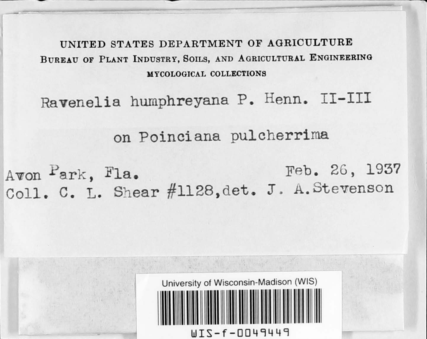 Ravenelia humphreyana image