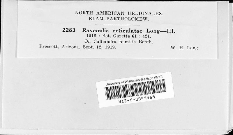 Raveneliaceae image