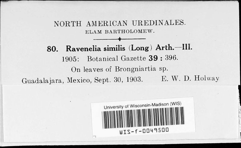 Ravenelia similis image