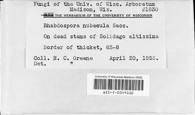 Rhabdospora nubecula image