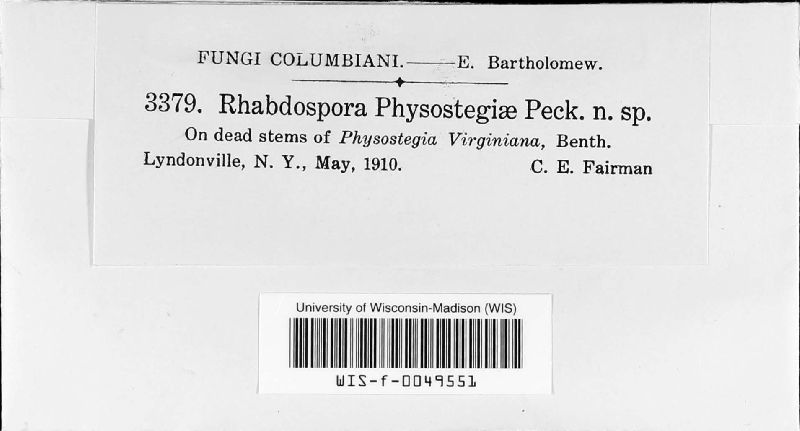 Rhabdospora physostegiae image