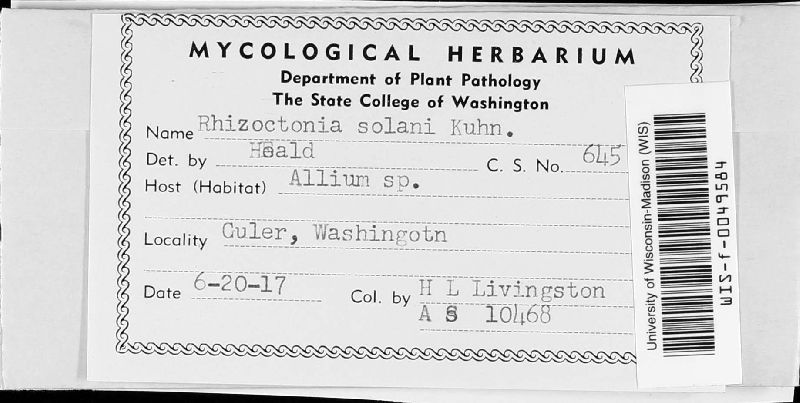 Rhizoctonia solani image