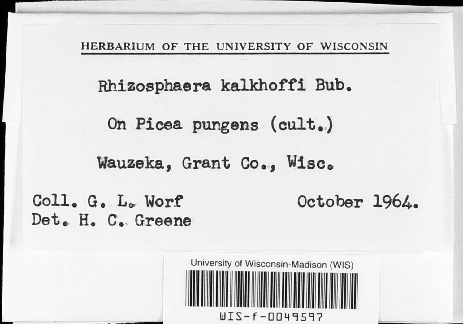 Rhizosphaera kalkhoffii image