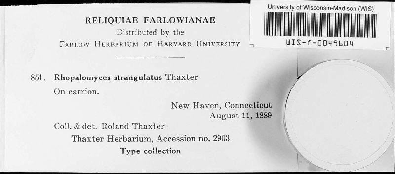 Rhopalomyces strangulatus image
