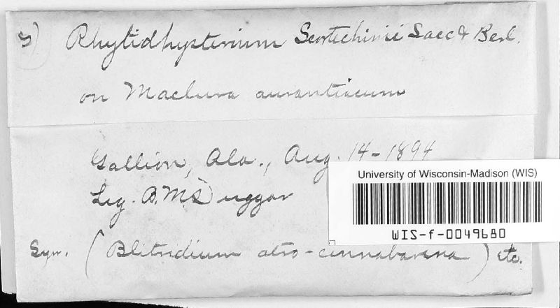 Rhytidhysterium scortechinii image