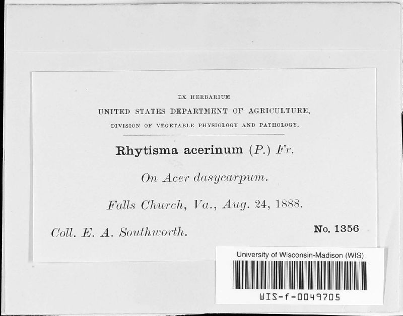 Rhytisma image