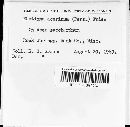 Rhytisma acerinum image