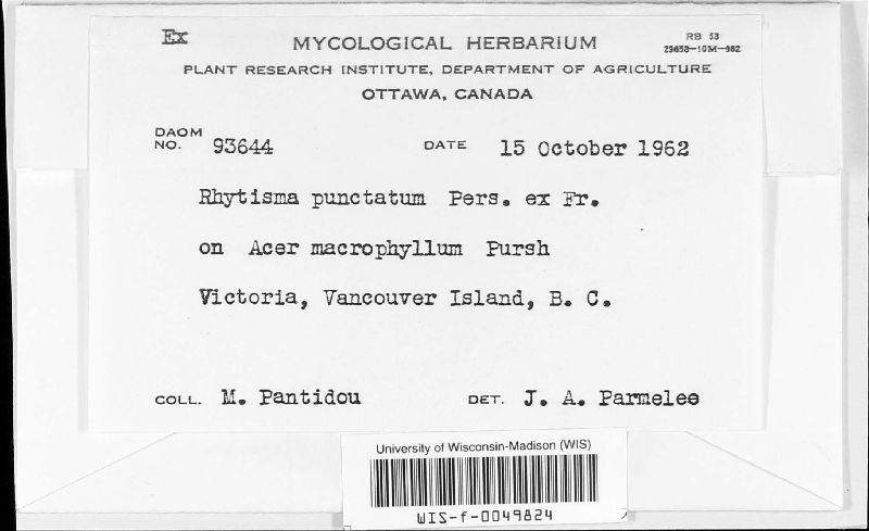 Rhytisma punctatum image