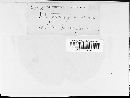 Rhytisma punctatum image
