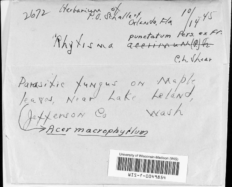 Rhytismataceae image