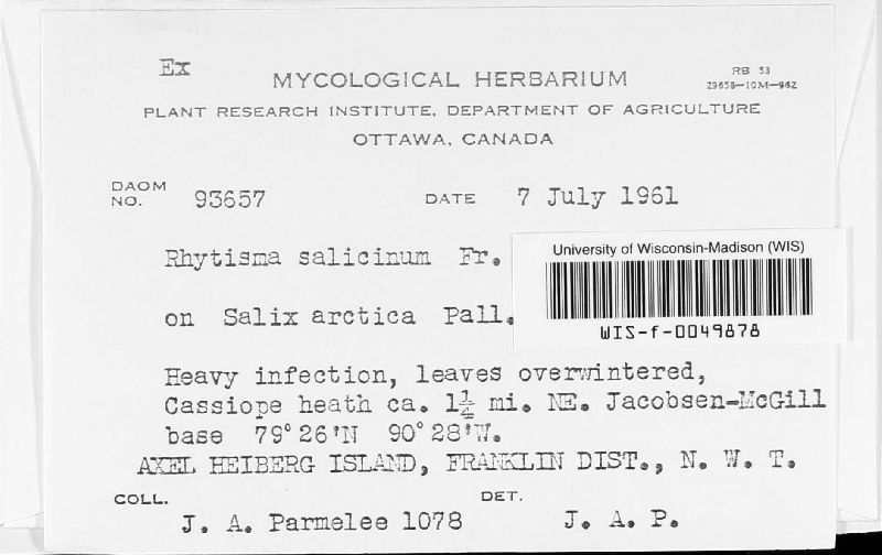 Rhytisma salicinum image