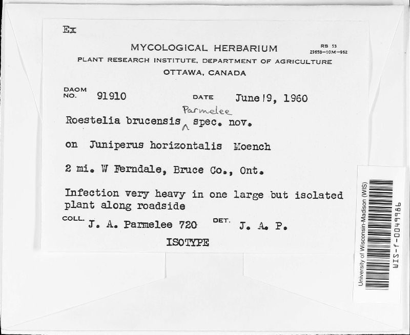 Roestelia brucensis image