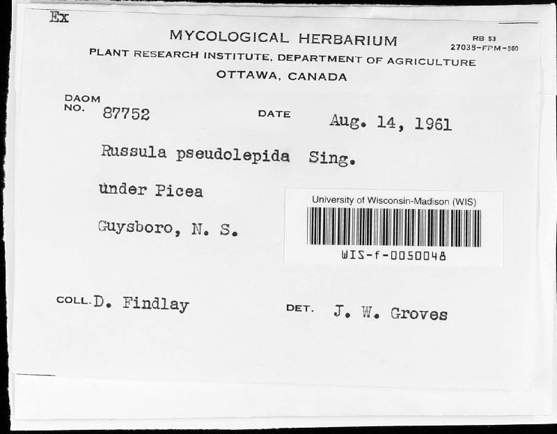 Russula pseudolepida image