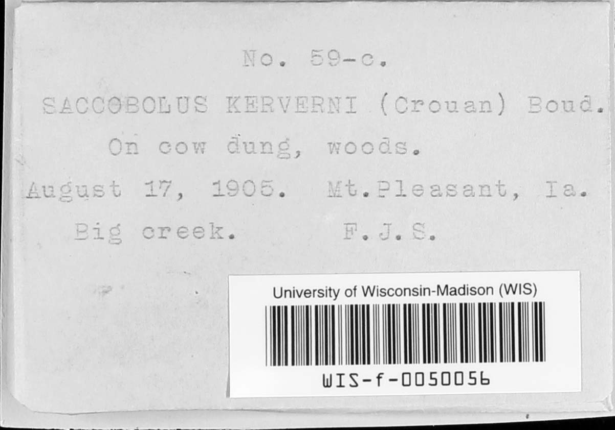 Saccobolus kerverni image