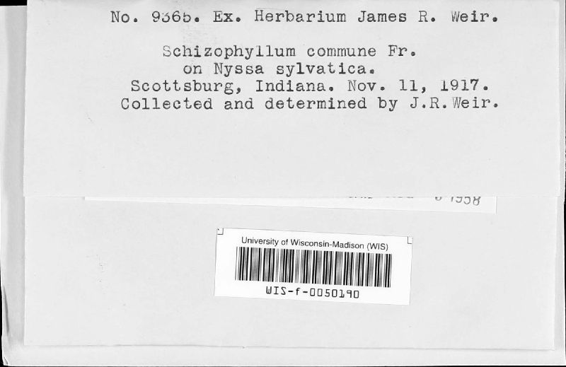 Schizophyllaceae image
