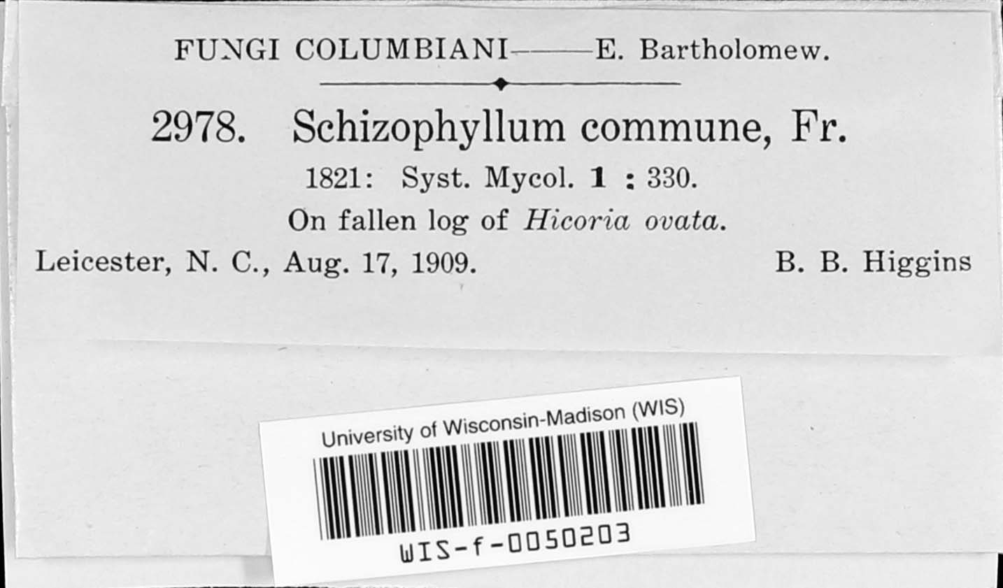 Schizophyllum image