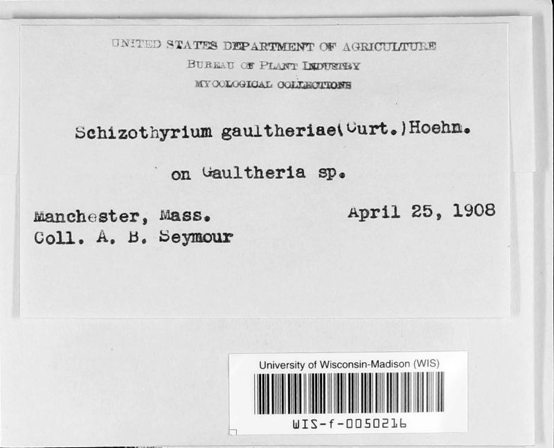Schizothyrium gaultheriae image