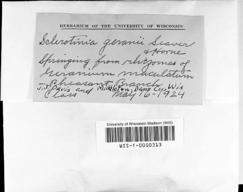 Sclerotinia geranii image