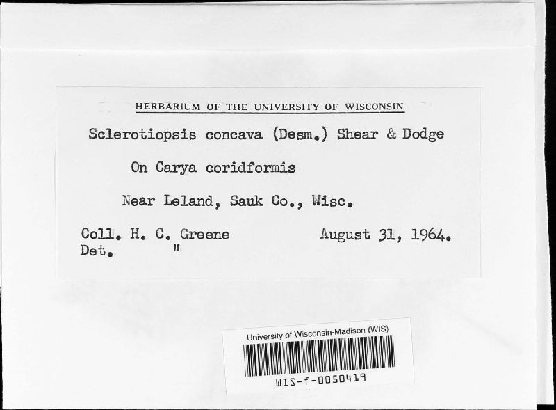 Pilidium concavum image